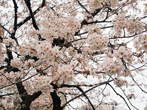 外濠沿いの桜並木