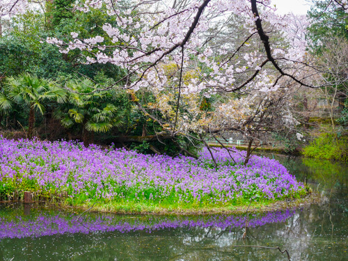 武蔵関公園で花見