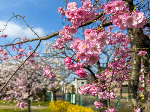 新潟三条で花見