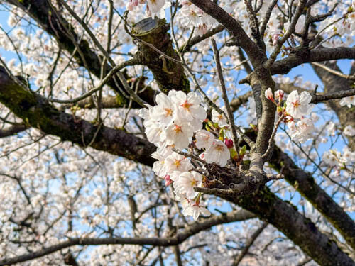 新潟三条で花見