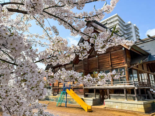 新潟三条で花見