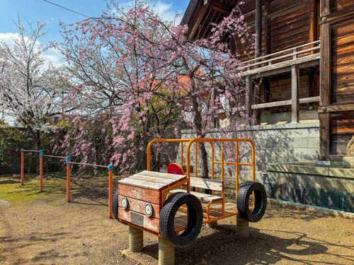 新潟三条で花見