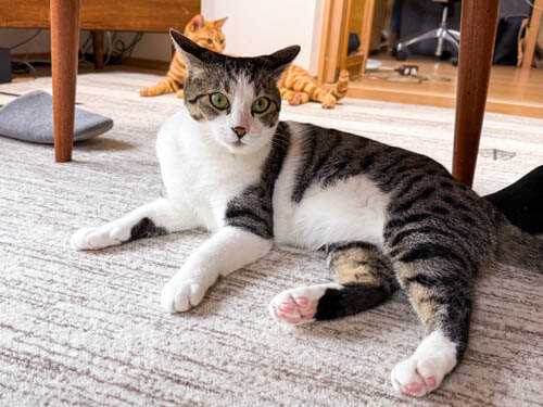 社長の愛猫
